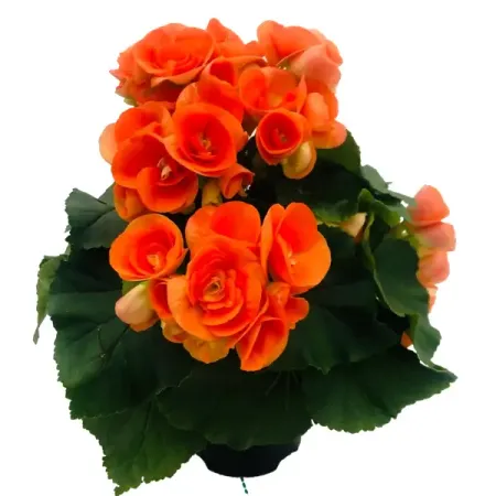 Бегония Элатиор ø22 h40 см осенних стикеров tiamech 20 шт