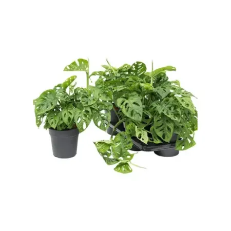 Монстера Обликва Манки Маск ø12 h30 см александр дмитриевич немиров илон маск ошибки совершать не страшно