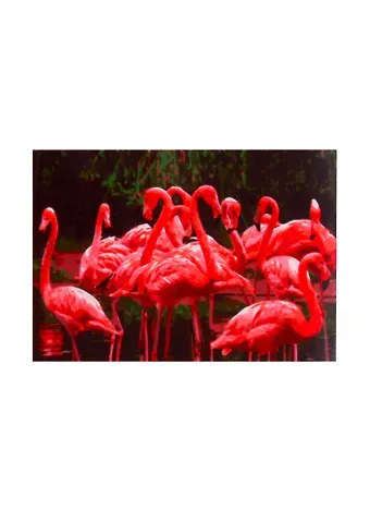 Набор ТМ Рыжий Кот Раскраска на картоне A3 Красивые фламинго (Арт. Р-2268)