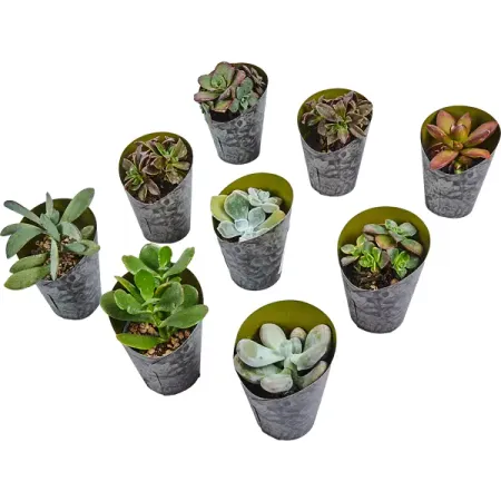Суккулент микс 6.5x10 см а и числа