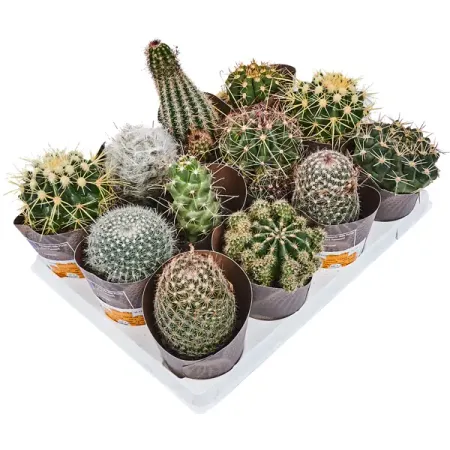 Кактус микс 6.5x10 см