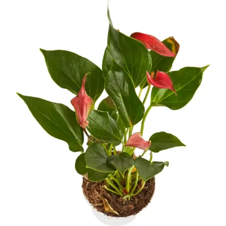 Антуриум Андреанум микс ø12 h30-40 см