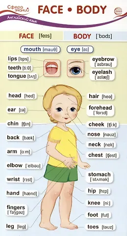 Карточка-шпаргалка. Face-Body (Лицо-Тело) (110х205 мм)
