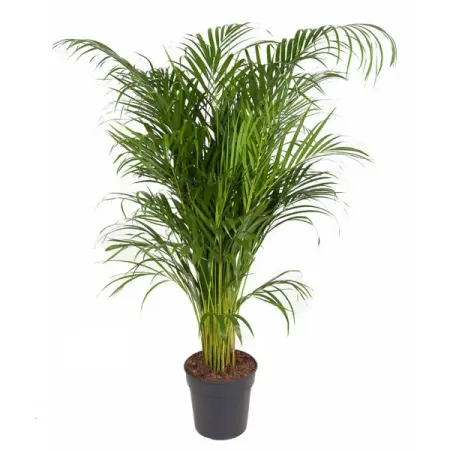 Арека Хризалидокарпус ø24 h130 см