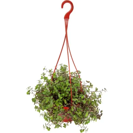 Каллизия репенс d16 h25 грядущее прошлое три эссе о рождении гибели и надежде