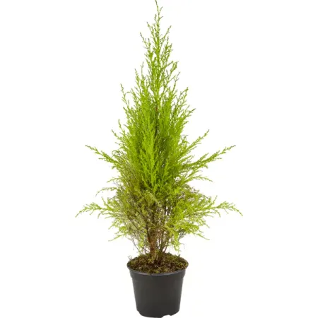 Купрессус микс ø14 h50 см Росток