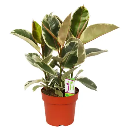 Фикус Эластика Тинеке ø21 h90 см