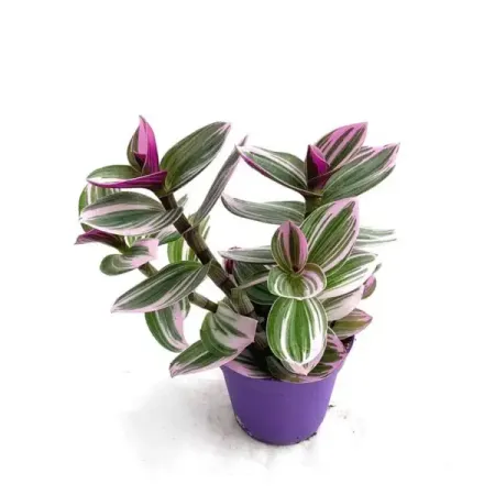 Традесканция Нанук ø12 h20 см
