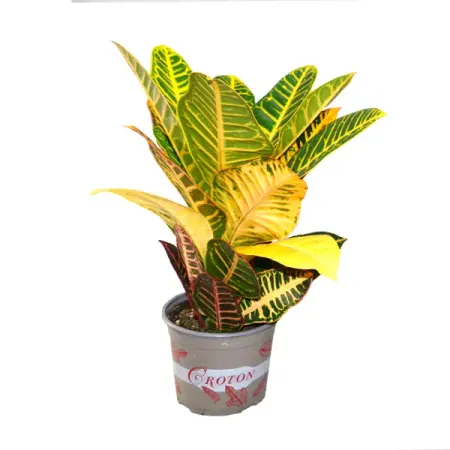 Кротон микс ø17 h55 см