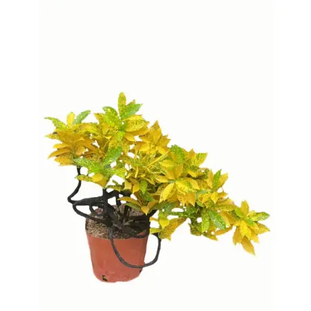 Кодиеум каскадный Вариегата Бонсай ø26 h55 см