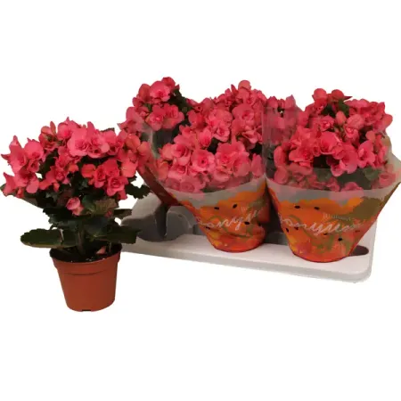 Бегония Серена ø14 h32 см бегония гавриш гоу гоу розовая f1 клубневая гранул 4 шт пробирка