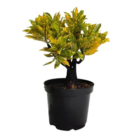 Кодиеум Вариегата Бонсай ø20 h40 см искусственные бонсай мerylover зелёные