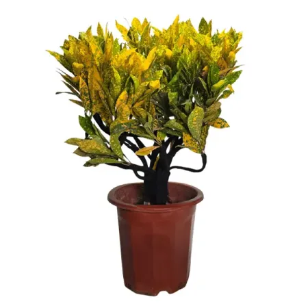 Кодиеум короновидный Вариегата Бонсай ø26 h26 см искусственные бонсай мerylover зелёные