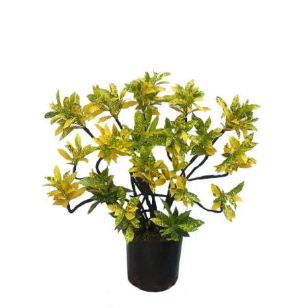 Кодиеум короновидный Вариегата Бонсай ø26 h26 см