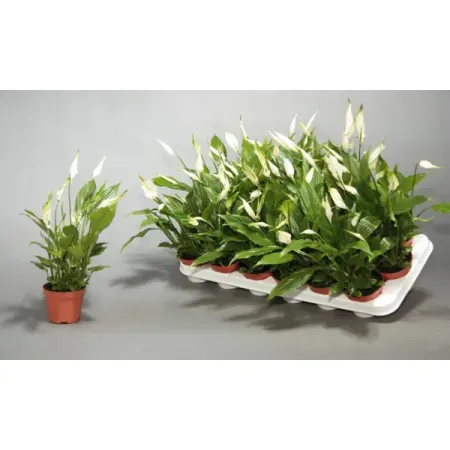 Спатифиллум Шопен ø6 h25 см