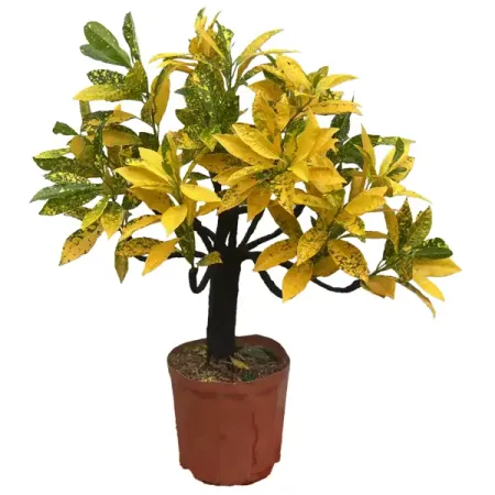 Кодиеум Вариегата Бонсай штамб ø20 h40 см