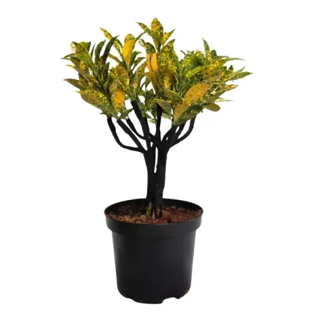 Кодиеум Вариегата Бонсай штамб ø20 h40 см искусственные бонсай мerylover зелёные