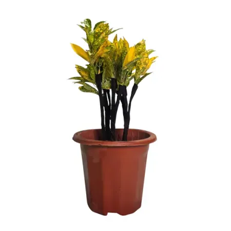 Кодиеум прямой Вариегата Бонсай ø20 h40 см искусственные бонсай мerylover зелёные