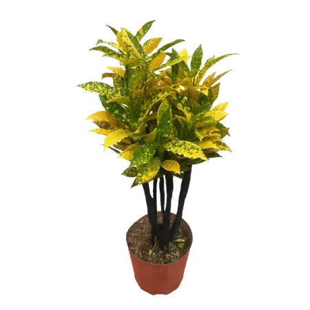 Кодиеум прямой Вариегата Бонсай ø20 h40 см