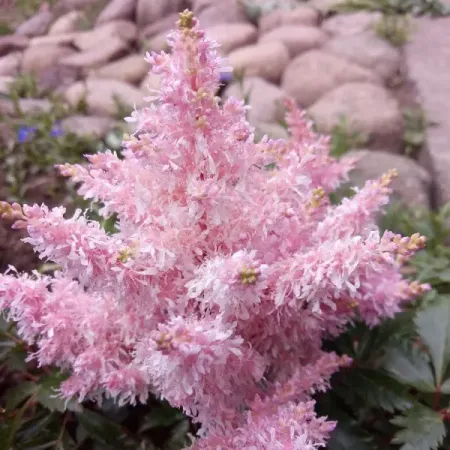 Астильба гибридная Шугаберри