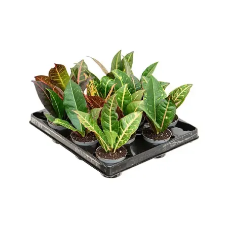 Кротон микс ø17 h55 см