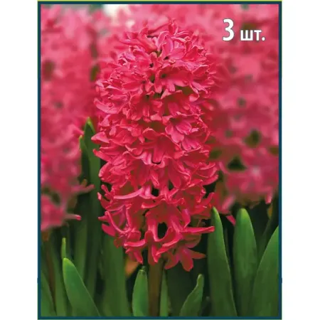 Гиацинт садовый Ян бос луковица 14/15, 3 шт. александр николаевич бубенников не падай духом пахнут табаки