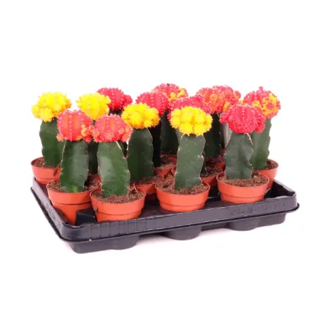 Гимнокалициум Япония микс ø8.5 h20 см