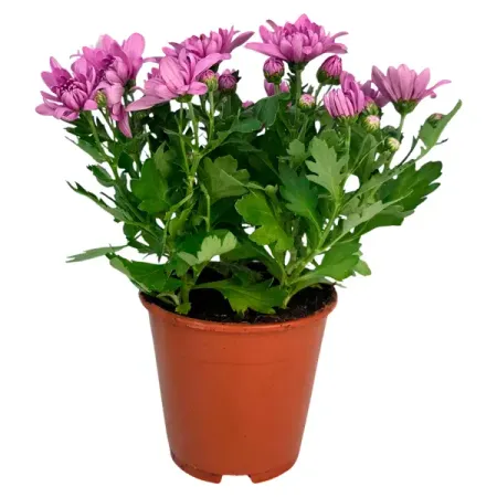 Хризантема Грандесса микс ø13 h25 см искусственные ы laurelchow шелк хризантема маргаритка кореопсис гербера