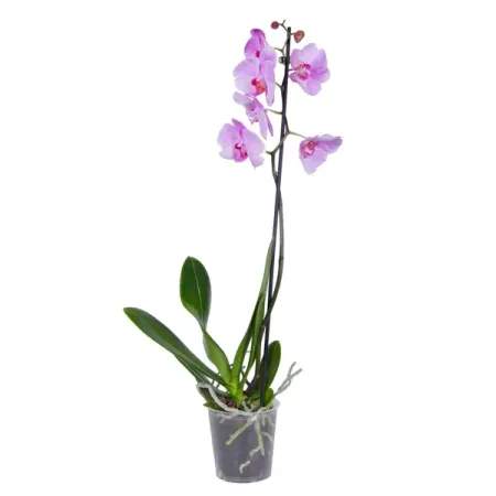 Орхидея Фаленопсис микс ø12 h50 - 55 см орхидея фаленопсис микс 1 стебель ø12 h50 см