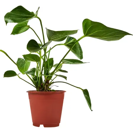 Антуриум Андрианум o12 h25 см