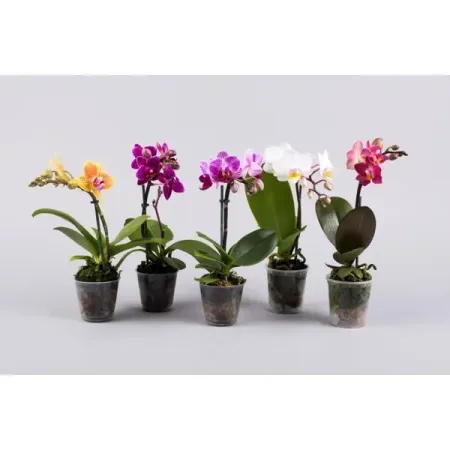 Фаленопсис мини микс ø9 h35 - 45 см