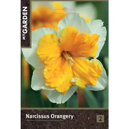 Нарцисс орхидейный Оранжери луковицы 10/12
