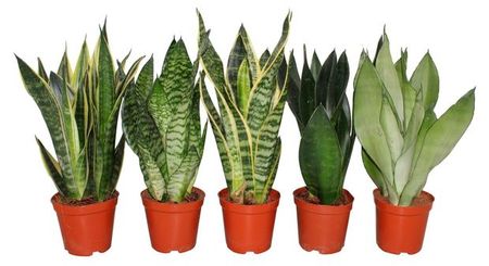 Живое растение Сансевьера Хахна микс в ассортименте в горшке d 6 h 12 см, 1 шт