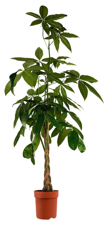 Живое растение пальма Пахира Акватика в горшке d 17 h 60 см, 1 шт