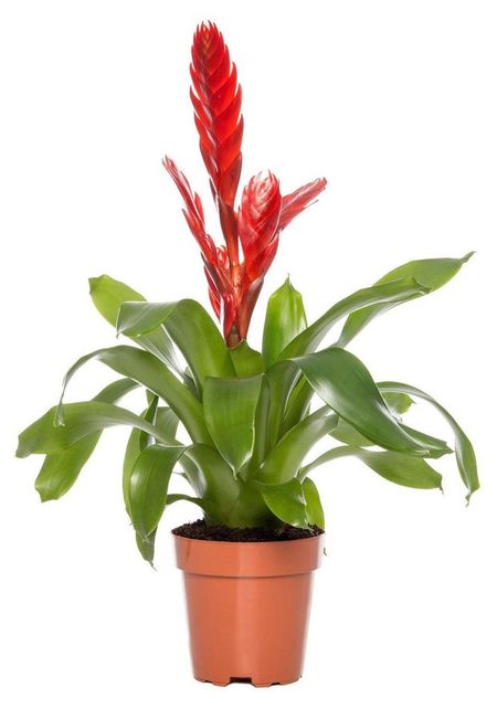 Живое растение Бромелия Вриезия в ассортименте в горшке d 12 h 45 см, 1 шт