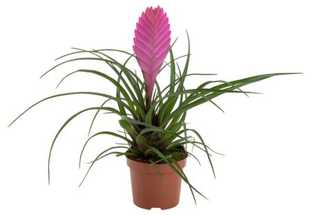 Живое растение Бромелия Тилландсия Анита розовая в горшке d 9 h 30 см, 1 шт