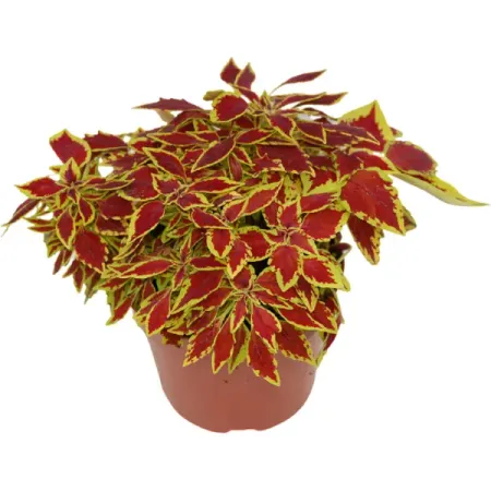 Колеус микс 12x20 см