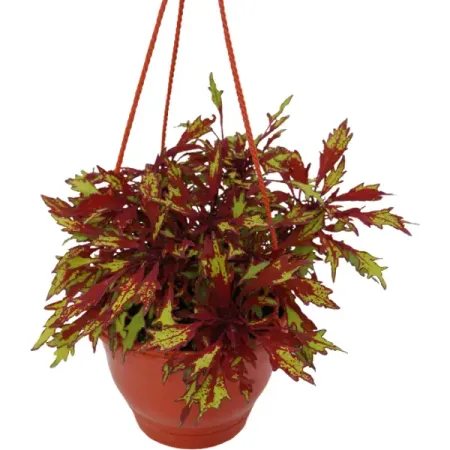 Колеус микс 16x25 см