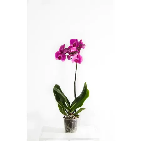 Орхидея Фаленопсис микс ø9 h35 см орхидея фаленопсис микс 1 стебель ø12 h50 см