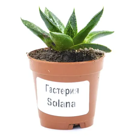 Гастерия ø5.5 h7 см