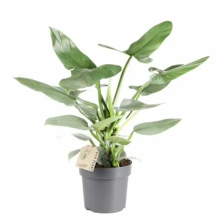 Филодендрон Сильвер Сорд ø17 h50 см