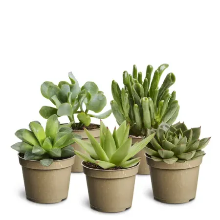 Суккулентный микс ø6 h12 см