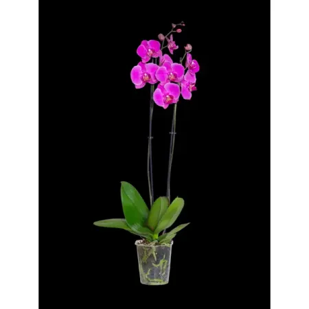 Орхидея Фаленопсис ø12 h55 см орхидея фаленопсис микс 1 стебель ø12 h50 см