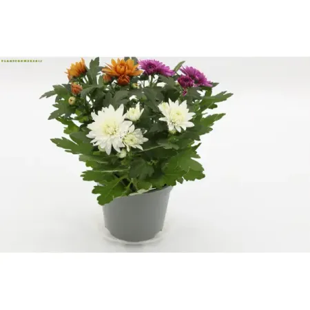 Хризантема Карнавал ø12 h25 см рафаэль монтес карнавал смерти