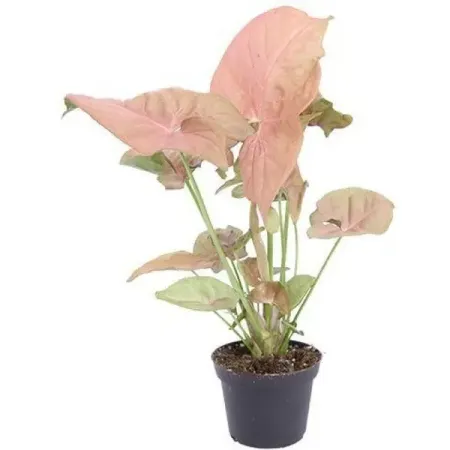 Сингониум Неон Пинк ø12 h25 см мифы центральной и южной америки майя ацтеки инки и другие