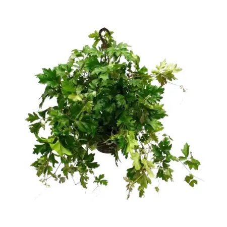 Циссус Эллен Даника ø15 h25 см зеленые пластиковые опоры для растений 11 мм