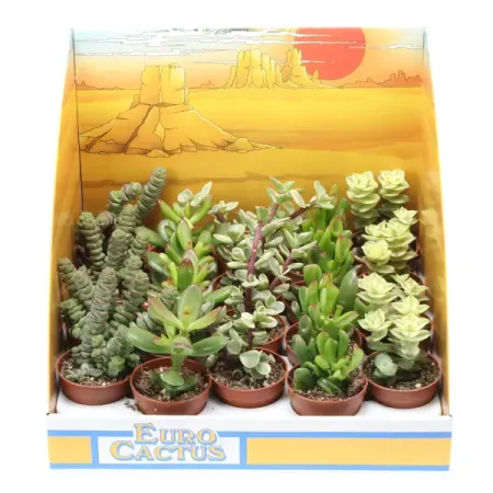 Крассула микс шоубокс ø5.5 h8 см
