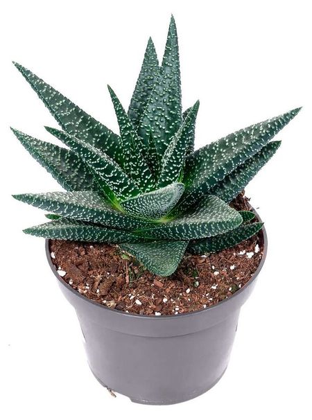 Живое растение суккулент Алоэ Дью в горшке d 6 h 10 см, 1 шт