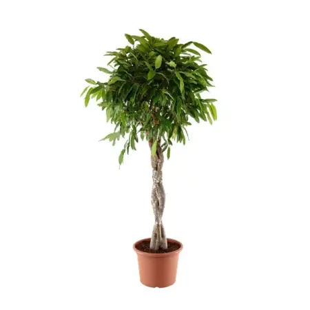 Фикус Экзотика ø27 h140 см Росток джордж оруэлл 1984 скотный двор да здравствует фикус