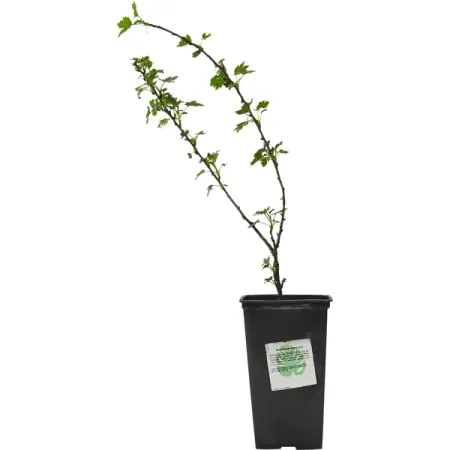 Крыжовник микс h15 см